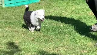 Chiots Rheyna