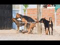 Awesome Village Dogs Breeding In Street - Animal Mating Friend - Street Dog Lover