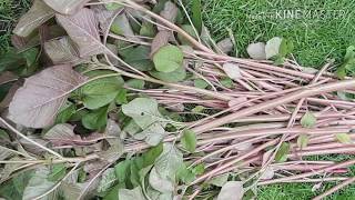 How Nicely Red & Green Amaranth Is Growingdata Shak In My Garden Harvesting Green Amaranth Uk 2019