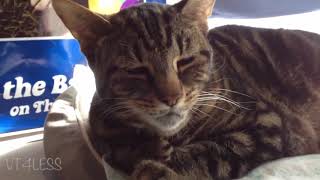 CUTE AND FUNNY PUPPIES AND DOGS, KITTENS AND CATS COMPILATION 2019 VOL 2