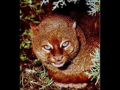 I chose the Jaguarundi first in the Cats series because they rule!