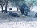 Badak Juga Benci Sama Babi images Badak Juga Benci Sama Babi
