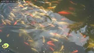 Feeding Koi Fish: A How-To Guide By Louis Rossmann, Featuring His Koi Fish Pond