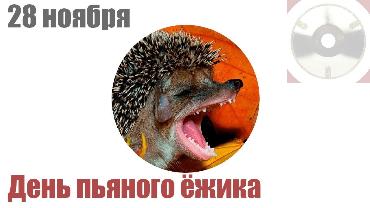 Пьяный ежик