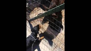 Jagd Terrier Zara Vs Cinghiale