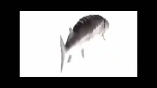 Rapapa Meme Spinning Fish