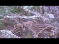 Videos de caza mayor - Todo Jabalí - parte 1