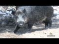 Videos de caza mayor - Todo Jabalí - parte 1