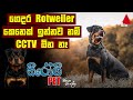 Jeevithayata Idadenna - Rottweiler