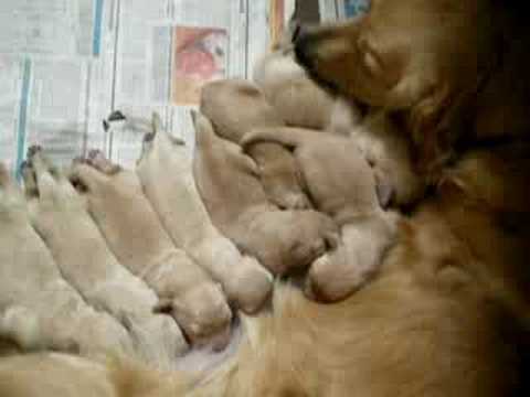 golden retriever puppies in the snow. Golden Retriever Puppies