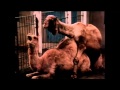 Camel Mating Documentary