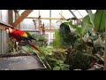 aviary
