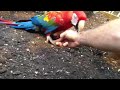 aviary