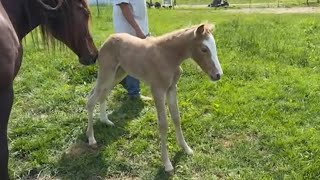 Q & A With Our Brand New Foal!