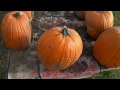 pumpkins pumpkins pumpkins and john deere dealership