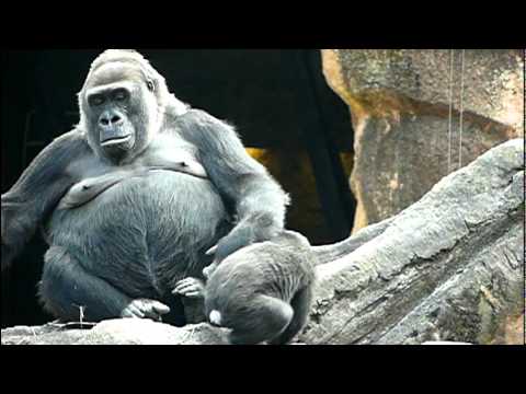 上野動物園のゴリラの赤ちゃんコモモとお母さん。Cute baby gorilla and Mam．