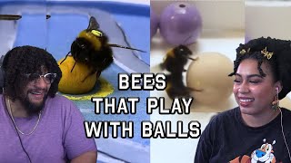 Bees That Play With Balls! | True Facts With ZeFrank!