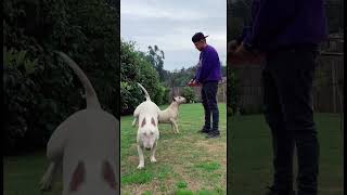 Bull Terrier Siendo Bull Terrier