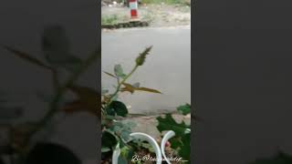 Booster Mawar Dengan Lidah Buaya Lusiana Hidayati