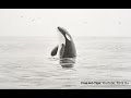 How to Draw a Killer Whale - Orca