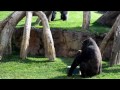 El gorila Ebo celebra su 8º cumple-mes con los niños de Expedición África