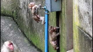 Baby monkey playing with a water pipe