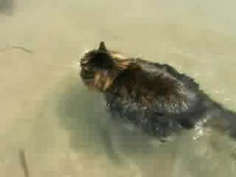 fat cat swimming to lose weight