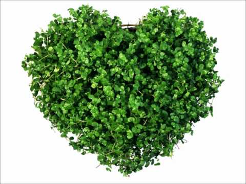 Mere Dil pe Kisi ne - Sonu Alka A very cute romantic song.