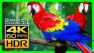 Разноцветные Попугаи Ара В 4K Hdr 60Fps- Красивые Птицы И Расслабляющие Лесные Звуки.