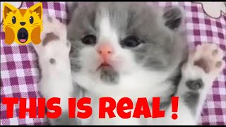 🙀Funny kittens and cute cats compilation😻😂 - Funny Cat Videos