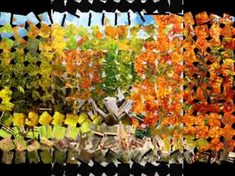 pyar tera pyar mujhe.wmv