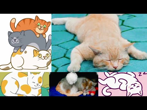Cat Sleeping 😴 Positions