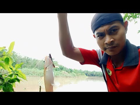 Siapa sangka ! Mancing di spot ini masih ada cintanya | mancing ikan baung
