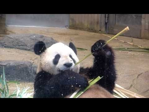 【パンダ】上野動物園にいってきた その4（リーリー）