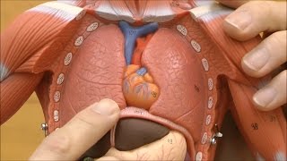 筋肉解剖，1/4倍大・2分解モデル，無性：動画