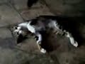 xnxx Video Lucu Kucing