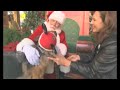 dogs at the holidays