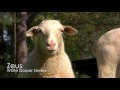 A New Lamb in the Family | Farm Raised With P. Allen Smith