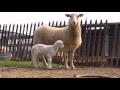 Imagen del vídeo A New Lamb in the Family | Farm Raised With P. Allen Smith
