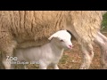 Lamb