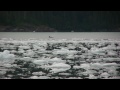Icy Bay Camping How to
