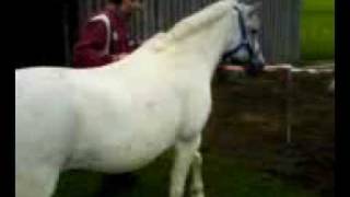 Bringma As Pony Aufd Wies