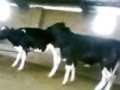 vaca culionas