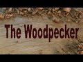 The Woodpecker Ep 66 - Building the new shop part 13 - The interior walls