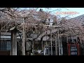 龍谷寺の桜 モリオカシダレ
