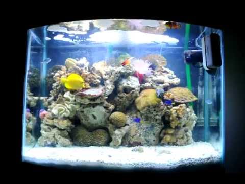 29 gallon aquarium stocking options