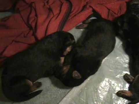 Akc Purebred German Shepherd Akc Purebred German Shepherd