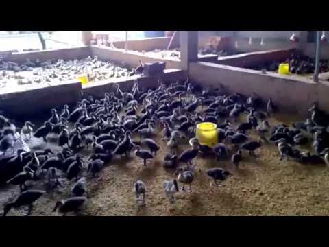 CUNG CẤP VỊT TRỜI GIỐNG VÀ THỊT TOÀN QUỐC 0988 818 334