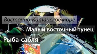 Восточно-Китайское море. Рыба-сабля. Малый восточный тунец.