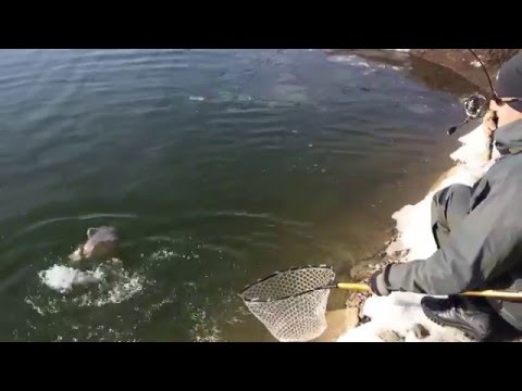 трофейная форель видео трофейная форель видео